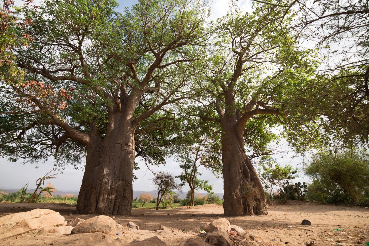 Allée de baobabs au couchant