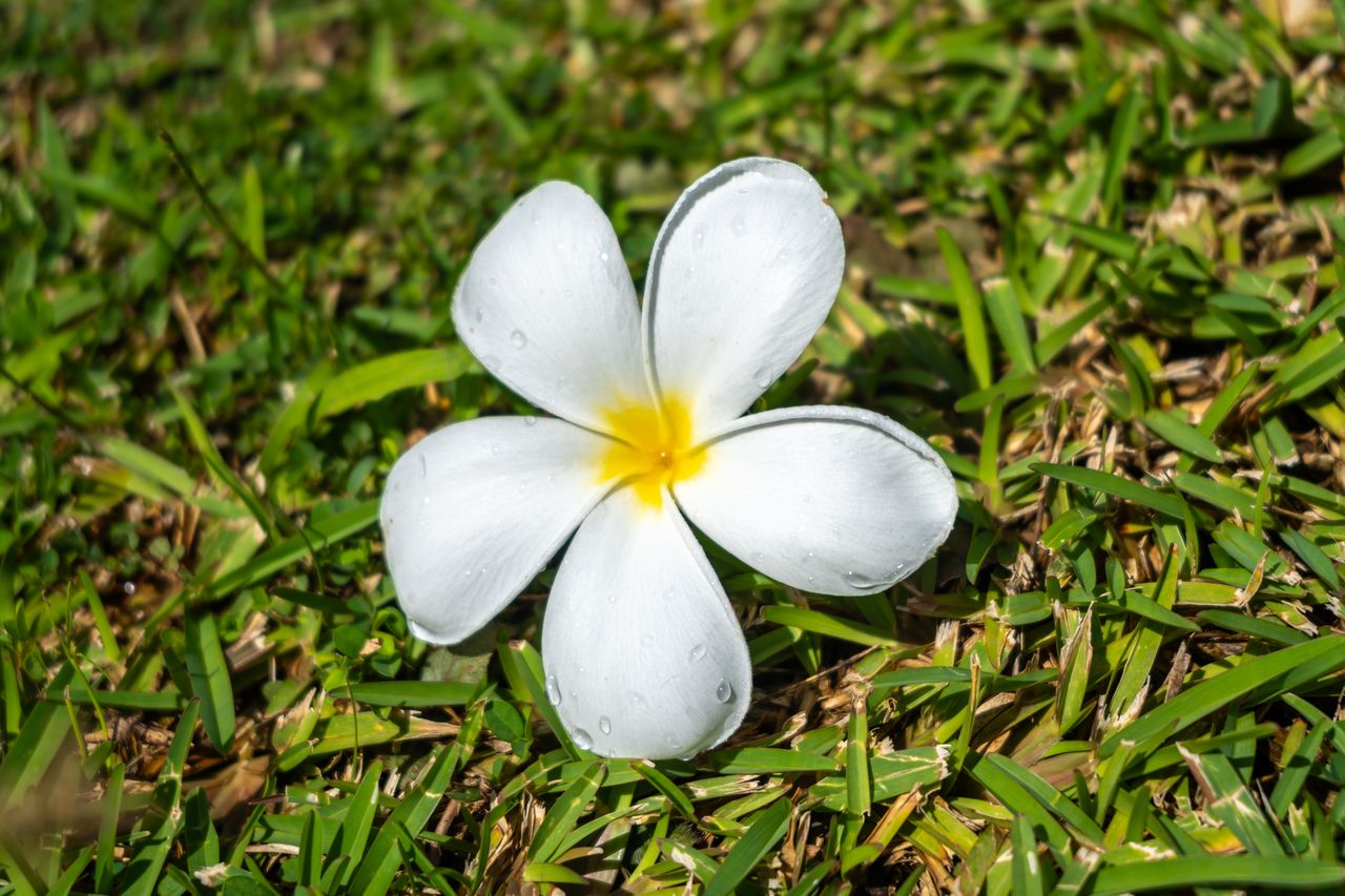 Fleur de frangipanier à Tahaa
