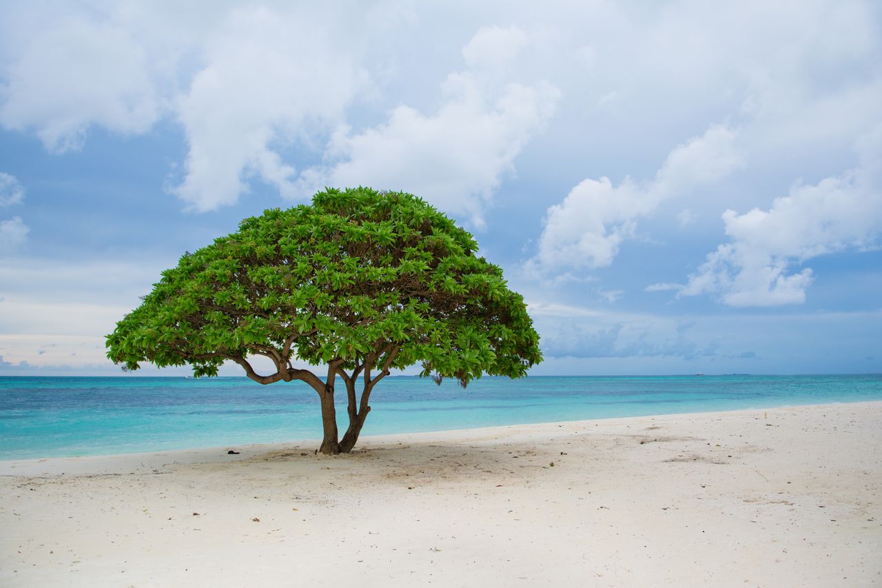 Plage sauvage de l'océan Indien